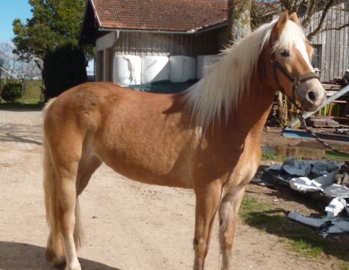 Edelblut Haflinger Stute in Seeg