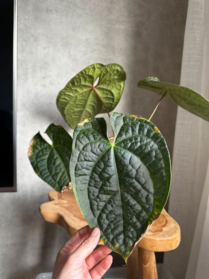 Anthurium Luxurians x Forgetii in Mühlhausen