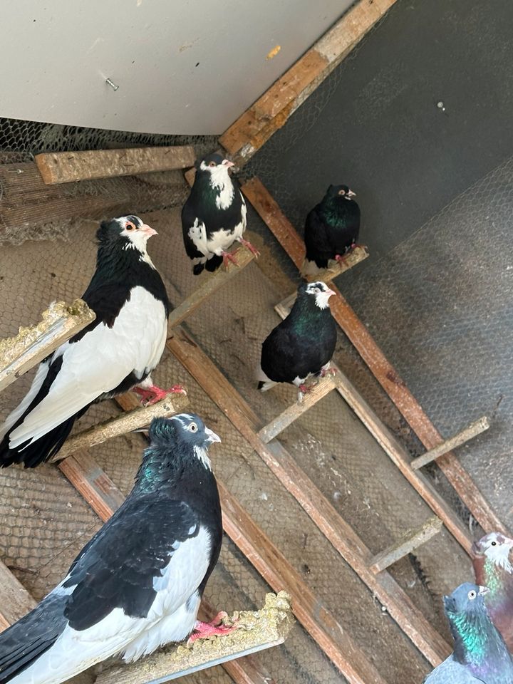 Verschiedene Tauben zu verkaufen Hochflieger in Deggendorf