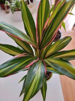 Cordiline große Pflanze Zimmerpflanze Yukka Yucca Palme München - Laim Vorschau