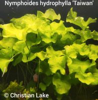 ⭐☘️Nymphoides hydrophylla 'Taiwan' Aquariumpflanzen Niedersachsen - Meppen Vorschau