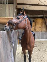 Equiline Trense Braun WB Nordrhein-Westfalen - Mettmann Vorschau