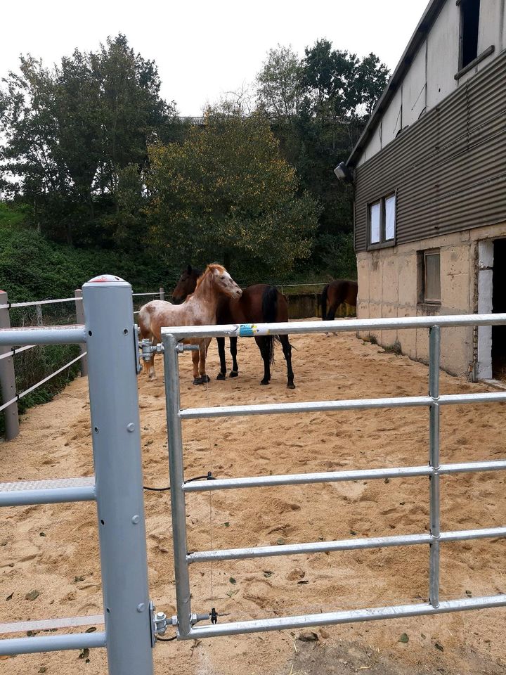 Freie Boxen in kleiner Stallgemeinschaft in Dahlen