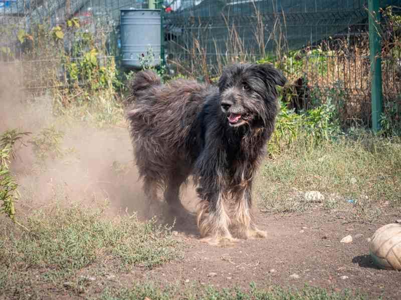 Mischling Rüde: Unser Struppelchen Archie sucht Familienanschluss in Emmendingen