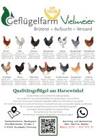 Legereife Junghennen/Hühner/Legehennen/Geflügel/Mobilstall Bayern - Miesbach Vorschau