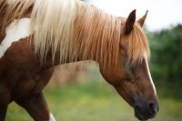 Reitbeteiligung Bayern - Mindelheim Vorschau