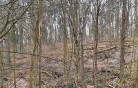 Fichtenholz in Chorin zu verschenken zur Selbstbergung Brandenburg - Chorin Vorschau