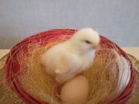 Bruteier Hühner Eier zum Bruten Küken Columbian Sussex Nordrhein-Westfalen - Hückelhoven Vorschau