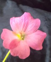 Blume  Storchschnabel    Pyrenäenstorchschnabelblüht rosa Bayern - Türkenfeld Vorschau