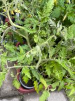 Buschtomate Rotkäppchen Tomatenpflanze Sachsen - Radebeul Vorschau