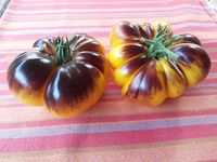 Samen VIOLETTE INDIGO TOMATEN , alle Sorten mit Topoptik! München - Schwabing-Freimann Vorschau