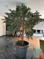 Olivenbaum künstlich Aachen - Aachen-Brand Vorschau