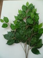 2 Stück Blätterzweige Ficus Benjamin,L = 62 cm,  grün Bayern - Hahnbach Vorschau