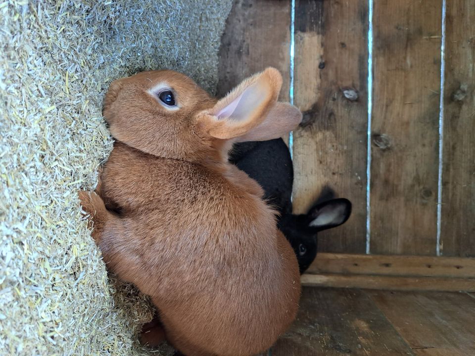 Kaninchen Deutsche Riesen noch paar schöne Häsin zu verkaufen in Jade