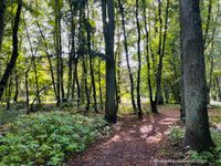 Terrassen-Wohnung am Wald Provisionsfrei für den Käufer! Brandenburg - Grünheide (Mark) Vorschau