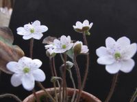 15 Samen Leberblümchen Hepatica nobilis WEIß Sorte: 'GISELLE' Baden-Württemberg - Singen Vorschau