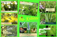 ♥BIO Kräuter,Heilpflanzen,Samen,Gewürz Garten Tulpenstolz Eimsbüttel - Hamburg Schnelsen Vorschau