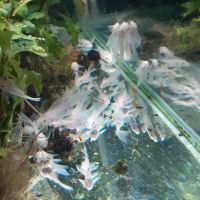 Ancistrus Snow White Longfin L144 Bayern - Schwandorf Vorschau