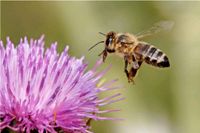 Bienen zu verkaufen Niedersachsen - Renkenberge Vorschau