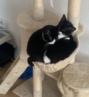 Simba und Ocean - Katerbrüder suchen ein Zuhause ❤️ Köln - Nippes Vorschau