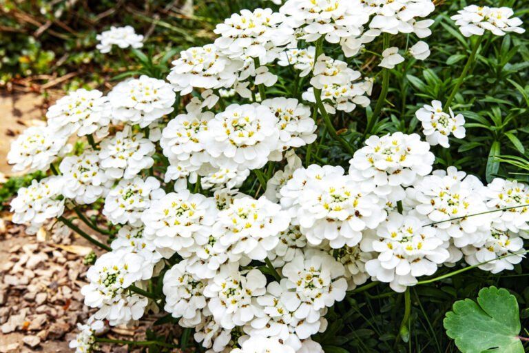 Schleifenblume -Iberis - bienenfreundlich -weiß - winterhart in Sachsenheim