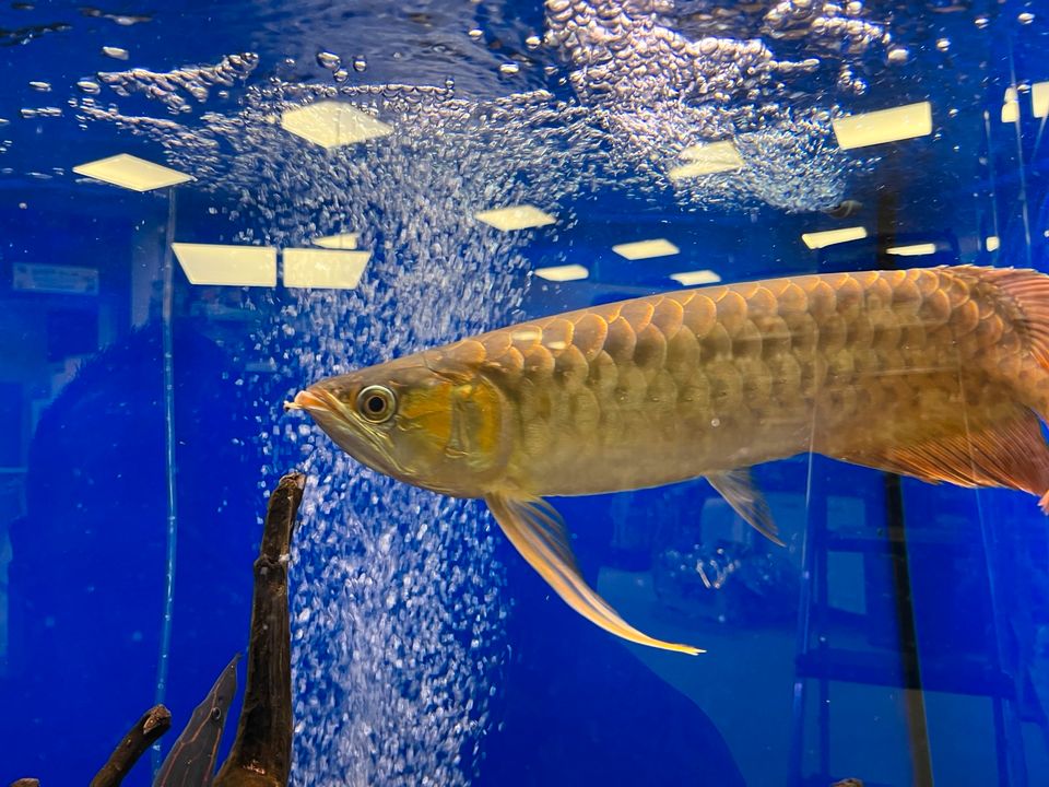 Arowana (Super Red). „ Angebot!!!!“ in Schwarzenbruck