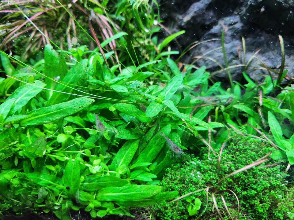 Aquarium Garnelen Sulawesi Algengarnele Inlandsgarnele 50 Stück in Ensdorf