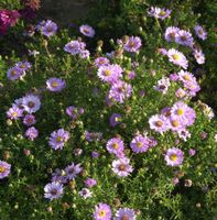 Amethyst Aster Kylie - Aster amethystinus Niedersachsen - Bad Zwischenahn Vorschau