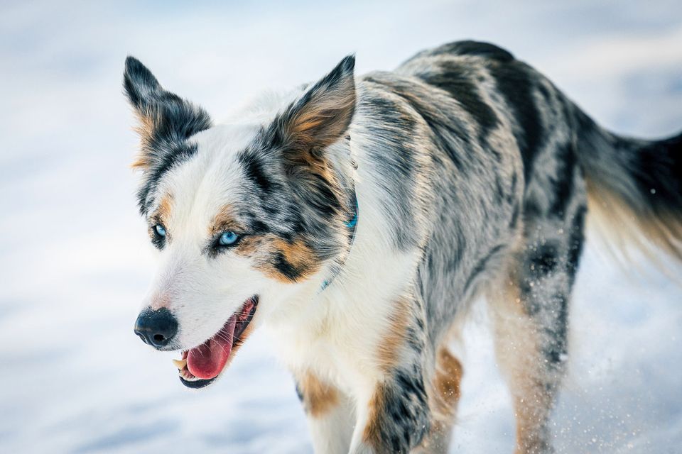 Tierfotografie • Fotograf für Hunde, Katzen, Pferde & Co in Delbrück