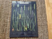 Botanical Poster (British Grasses and Sedges) Berlin - Steglitz Vorschau