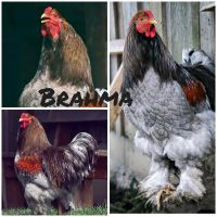 Bruteier Brahma Paduaner Blumenhuhn Olivleger Bayern - Fürstenstein Vorschau