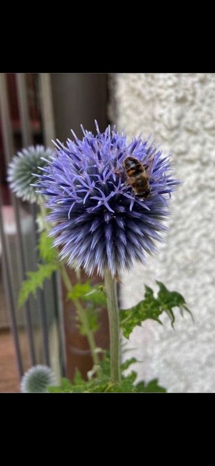 Samen Blaue Kugeldistel - 15 Samen, Frühling, Insekten Garten in Baldham