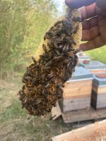 Bienenschwarm Rettung Bienen Bayern - Augsburg Vorschau