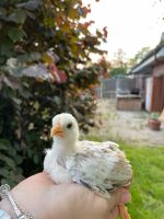 Araucana Küken Niedersachsen - Twist Vorschau