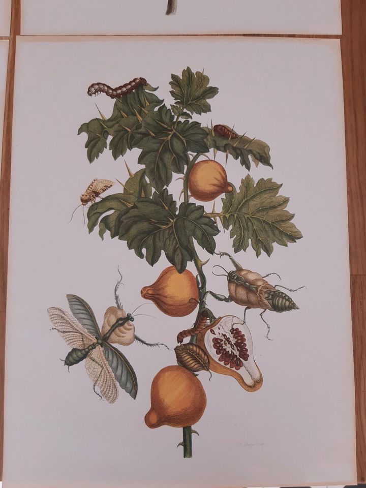 Maria Sybilla Merian Drucke biologische Zeichnungen alt in Nierstein