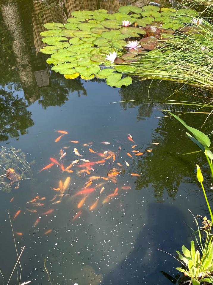 Ferienhaus mit Garten, Grillplatz, Goldfischteich und kl. Pool in