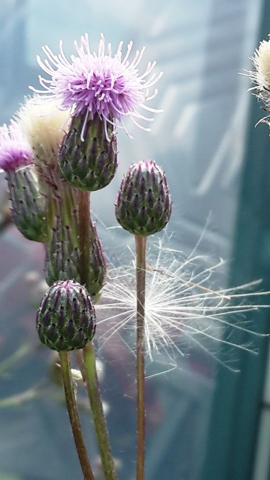 Distel Pflanze, Blumen, Lila Blume, Gartenpflanze, Pflanzen in Berlin