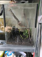 Glas Terrarium Schleswig-Holstein - Eckernförde Vorschau