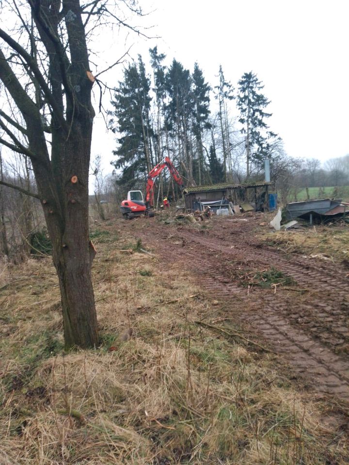 Baumfällung Baumpflege Hecken schneiden  Obstbaumpflege in Steinheim