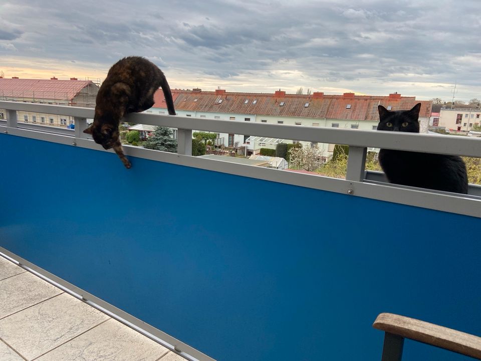 2 Katzen abzugeben in Lutherstadt Wittenberg