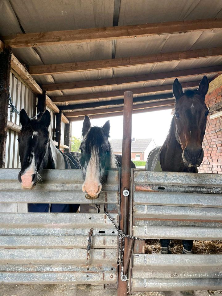 Pflegebeteiligung/Ponyreiten in Nordkirchen