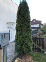 Schöner Baum Hessen - Roßdorf Vorschau