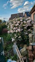 Alpenrose weiß rosa Niedersachsen - Hude (Oldenburg) Vorschau
