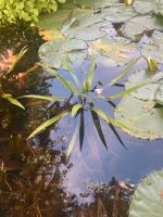 Wasserpflanzen zwei Krebsscheren, groß und gesund Brandenburg - Hohen Neuendorf Vorschau