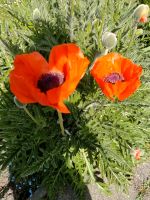 Mohn Samen verschiedene Farben Sachsen - Freital Vorschau