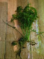 Wasserpflanze : Hymenasplenium obscurum -Dunkler Streifenfarn Schleswig-Holstein - Grönwohld Vorschau