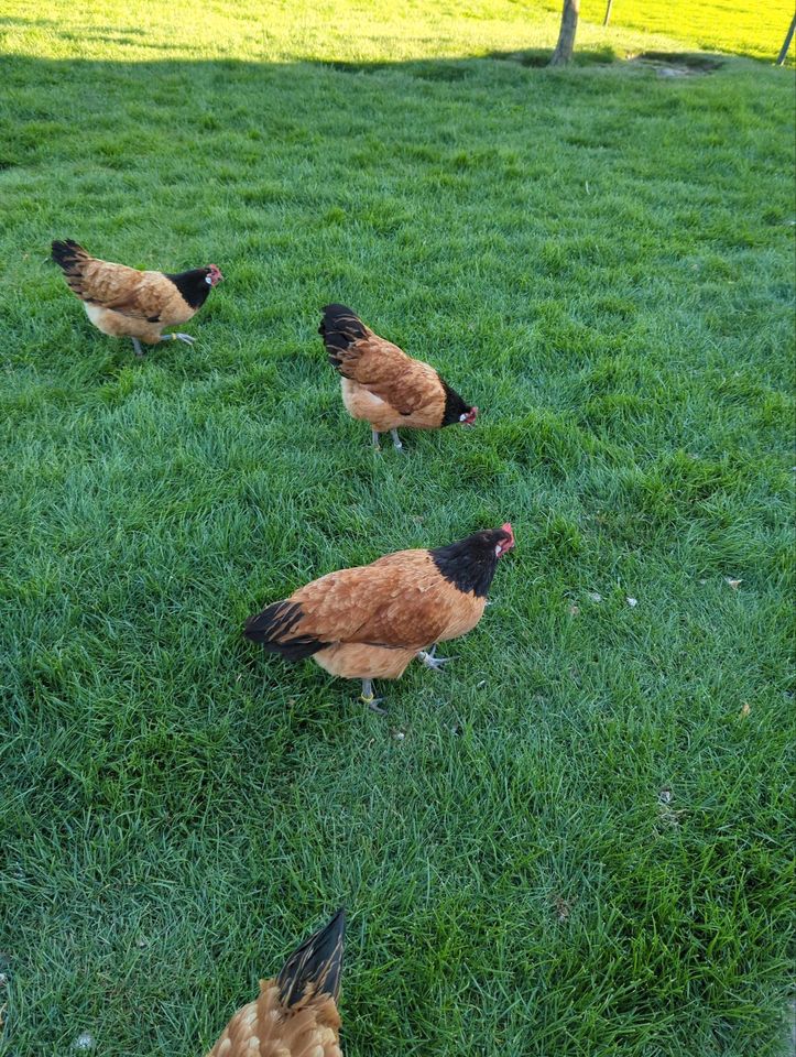 Vorwerkhühner Jungtiere in Wernigerode