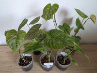 Philodendron Majestic -Voll etablierte Pflanzen - mehrere Blätter Nordrhein-Westfalen - Oberhausen Vorschau