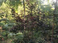 Blutbuche Solitär Baum Fagus Sylvatica Purpurea im Container Schleswig-Holstein - Schierensee Vorschau