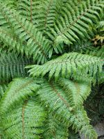 Japanischer glänzender Schildfarm Polystichum polyblepharum Niedersachsen - Osnabrück Vorschau